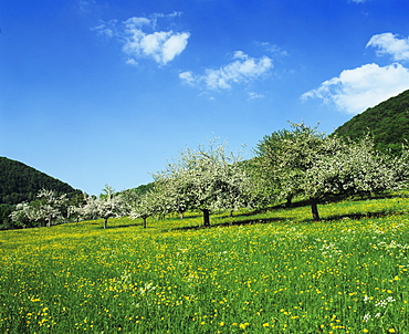 Blooming fruit trees on a flower meadow, Lenninger Tal, Swabian Alb, Baden Wurttemberg, Germany, Europe