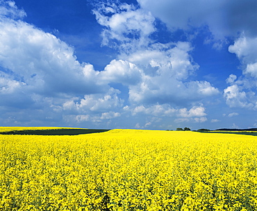 Rape field, Swabian Alb, Baden Wurttemberg, Germany, Europe