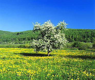 Blooming fruit tree on a flower meadow, Neidlinger Tal Valley, Swabian Alb, Baden Wurttemberg, Germany, Europe