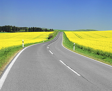 Road through rape fields in spring, Swabian Alb, Baden Wurttemberg, Germany, Europe