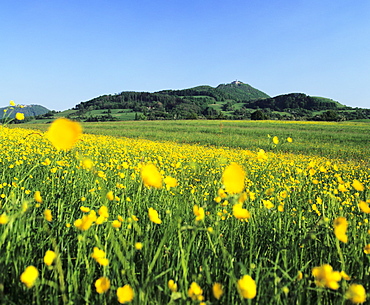 View from a flower meadow to Teckberg Mountain with Teck Castle, Kirchheim, Swabian Alb, Baden Wurttemberg, Germany, Europe