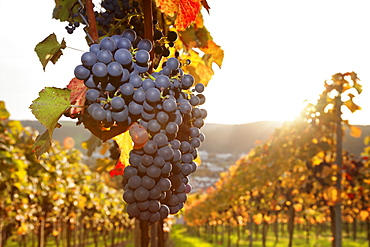 Vineyards with red wine grapes in autumn at sunset, Esslingen, Baden Wurttemberg, Germany, Europe