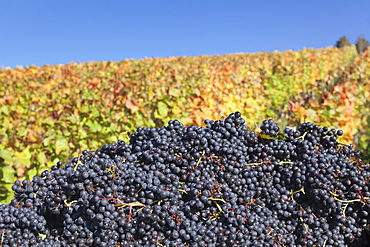 Red wine grapes with colourful vineyards in autumn, grape harvest, Uhlbach, Stuttgart, Baden Wurttemberg, Germany, Europe