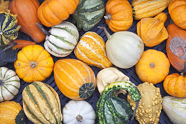 Decorative gourds at a market stall, weekly market, market place, Esslingen, Baden Wurttemberg, Germany, Europe