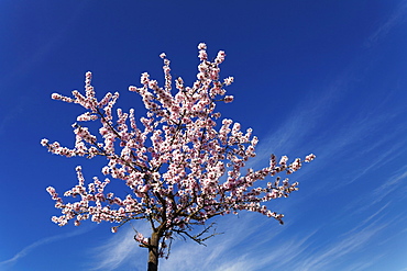 Blossoming almond tree against blue sky, Gimmeldingen, Neustadt an der Weinstrasse, Deutsche Weinstrasse (German Wine Road), Rhineland-Palatinate, Germany, Europe