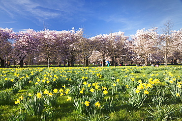 Cherry blossom and narcissi blossom, Palace garden, Schloss Schwetzingen Palace, Schwetzingen, Baden Wurttemberg, Germany, Europe