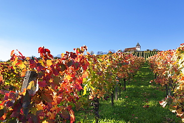 Vineyards at Michaelsberg Mountain with Michaelskirche Church, Cleebronn, Zabergau, Heilbronn District, Baden Wurttemberg, Germany, Europe