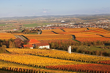 View from Michaelsberg Mountain over autumn vineyards to the Lowensteiner Berge Mountains, Cleebronn, Zabergau, Heilbronn District, Baden Wurttemberg, Germany, Europe