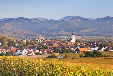 Vineyards in autumn, Ehrenkirchen, District Ehrenstetten, Markgrafler Land, Black Forest, Baden Wurttemberg, Germany, Europe