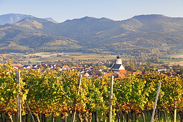 Vineyards in autumn, Ehrenkirchen, District Ehrenstetten, Markgrafler Land, Black Forest, Baden Wurttemberg, Germany, Europe