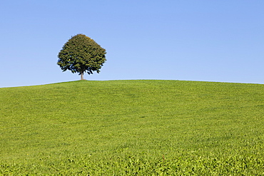 Single tree on a hill, Allgau, Swabia, Baden Wurttemberg, Germany, Europe