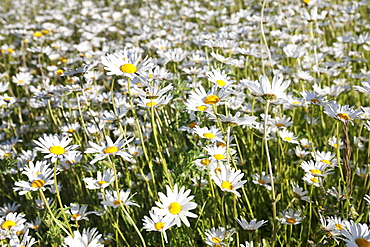 Flower meadow with marguerites (Leucanthemum vulgare), Baden Wurttemberg, Germany, Europe