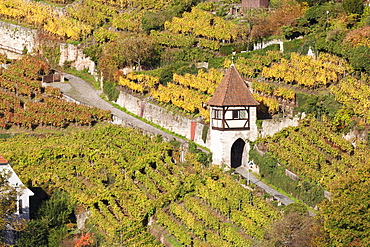 Vineyards in autumn, Esslingen, Baden Wurttemberg, Germany, Europe