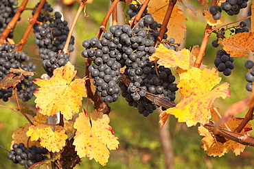 Red wine grapes, autumn, Uhlbach, Baden Wurttemberg, Germany, Europe