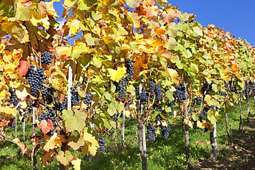 Red wine grapes, autumn, Uhlbach, Baden Wurttemberg, Germany, Europe