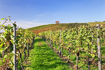 Cottage in vineyards in autumn, Uhlbach, Baden Wurttemberg, Germany, Europe