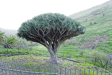 Dragon tree (Drago de Agalan) (Dracaena draco), near Alajero, La Gomera, Canary Islands, Spain, Europe