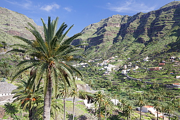 Terraced fields, Valle Gran Rey, La Gomera, Canary Islands, Spain, Europe