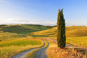 Tuscan landscape with cypress tree, near San Quirico, Val d'Orcia (Orcia Valley), UNESCO World Heritage Site, Siena Province, Tuscany, Italy, Europe