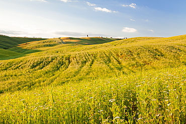 Tuscan landscape with cypress tree, near San Quirico, Val d'Orcia (Orcia Valley), UNESCO World Heritage Site, Siena Province, Tuscany, Italy, Europe