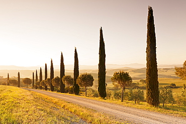 Alley of cypress trees at sunrise, near San Quirico, Val d'Orcia (Orcia Valley), UNESCO World Heritage Site, Siena Province, Tuscany, Italy, Europe