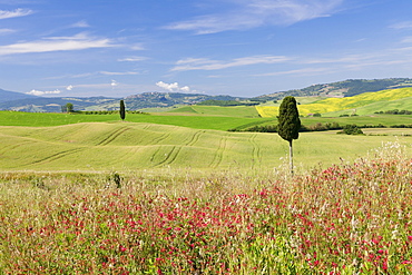 Tuscan landscape with cypress tree, near Pienza, Val d'Orcia (Orcia Valley), UNESCO World Heritage Site, Siena Province, Tuscany, Italy, Europe