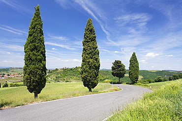 Cypresses on a road, Monticchiello, Val d'Orcia, (Orcia Valley), Siena Province, Tuscany, Italy, Europe