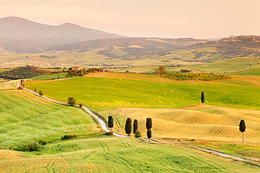 Tuscan landscape with cypress trees, near Pienza, Val d'Orcia (Orcia Valley), UNESCO World Heritage Site, Siena Province, Tuscany, Italy, Europe