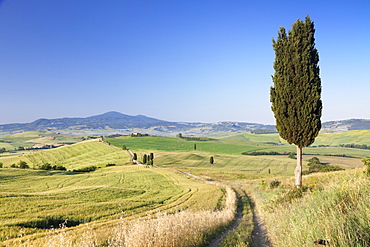 Tuscan landscape with cypress trees, near Pienza, Val d'Orcia (Orcia Valley), UNESCO World Heritage Site, Siena Province, Tuscany, Italy, Europe