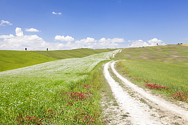 Path through Tuscan landscape. near San Quirico, Val d'Orcia (Orcia Valley), UNESCO World Heritage Site, Siena Province, Tuscany, Italy, Europe