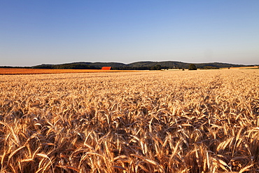 Cornfield in summer, Swabian Alps, Baden-Wurttemberg, Germany, Europe