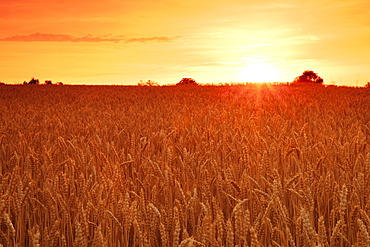 Cornfield in summer at sunset, Swabian Alps, Baden-Wurttemberg, Germany, Europe