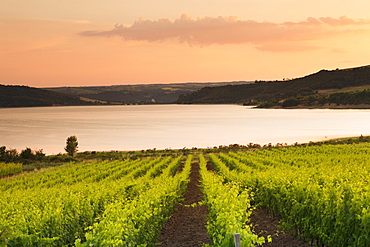 Vineyards at Lago di Corbara Lake at sunset, Perugia District, Umbria, Italy, Europe