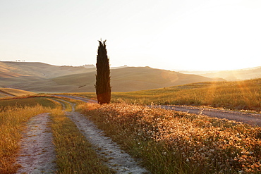 Tuscan landscape with cypress tree at sunrise, near San Quirico, Val d'Orcia (Orcia Valley), UNESCO World Heritage Site, Siena Province, Tuscany, Italy, Europe