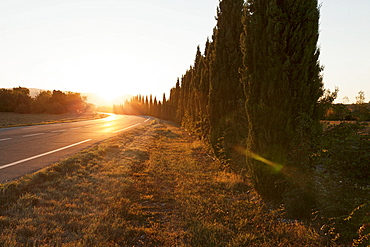 Alley of cypresses along a road at sunset, Gordes, Provence, Provence-Alpes-Cote d'Azur, France, Europe