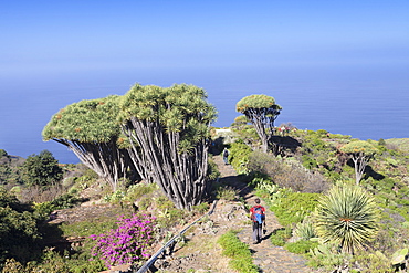 Hiking path and Canarian dragon tree (Dracaena draco), Las Tricias, La Palma, Canary Islands, Spain, Atlantic, Europe