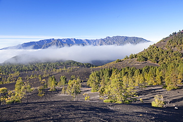 Canarian Pines (Pinus canariensis), Cumbre Vieja, UNESCO Biosphere Reserve, La Palma, Canary Islands, Spain, Europe