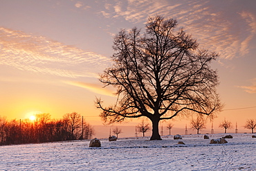 Lime tree at sunset in winter, Esslingen am Neckar, Baden-Wurttemberg, Germany, Europe