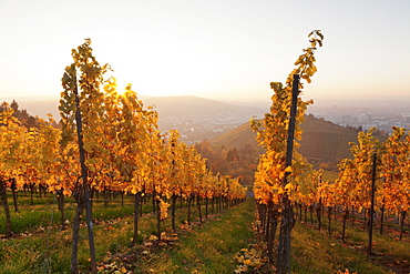 Vineyards in autumn at sunset, Stuttgart, Baden-Wurttemberg, Germany, Europe