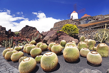 Cactus garden Jardin de Cactus by Cesar Manrique, wind mill, UNESCO Biosphere Reserve, Guatiza, Lanzarote, Canary Islands, Spain, Atlantic, Europe