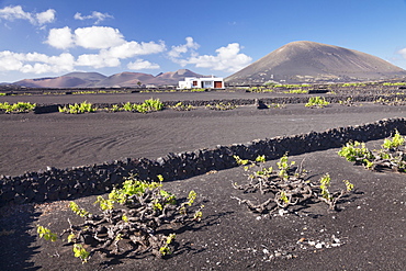 Finca, wine growing district La Geria, Lanzarote, Canary Islands, Spain, Atlantic, Europe