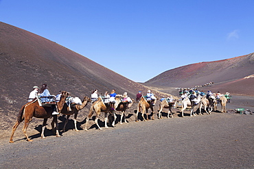 Tourists on camel tour, dromedaries, Parque National de Timanfaya, Lanzarote, Canary Islands, Spain, Atlantic, Europe