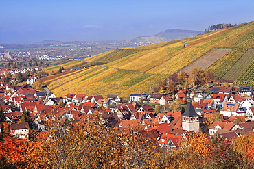 Struempfelbach, vineyards in autumn, Rems Murr District, Baden-Wurttemberg, Germany, Europe