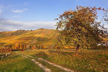 Vineyards in autumn, Weinstadt, Rems Murr District, Baden-Wurttemberg, Germany, Europe