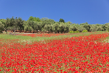 Field of poppies and olive trees, Valle d'Itria, Bari district, Puglia, Italy, Europe