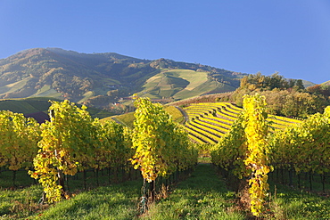 Vineyards in autumn, near Durbach, Black Forest, Baden Wurttemberg, Germany, Europe