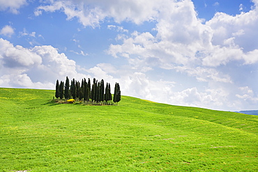 Group of cypress trees near San Quirico, Val d'Orcia, UNESCO World Heritage Site, Province Siena, Tuscany, Italy, Europe