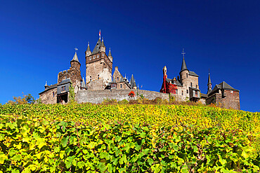 Reichsburg Castle and vineyards in autumn, Cochem, Moselle Valley, Rhineland-Palatinate, Germany, Europe