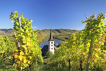 Loop of Moselle River and vineyards in autumn, Bremm, Rhineland-Palatinate, Germany, Europe