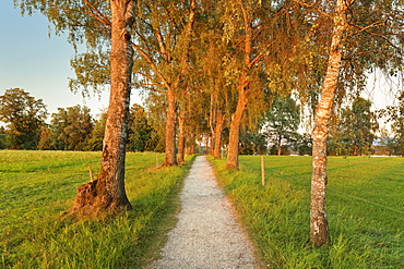 Tree alley at sunset near Uffing, Staffelsee Lake, Blaues Land, Upper Bavaria, Bavaria, Germany, Europe